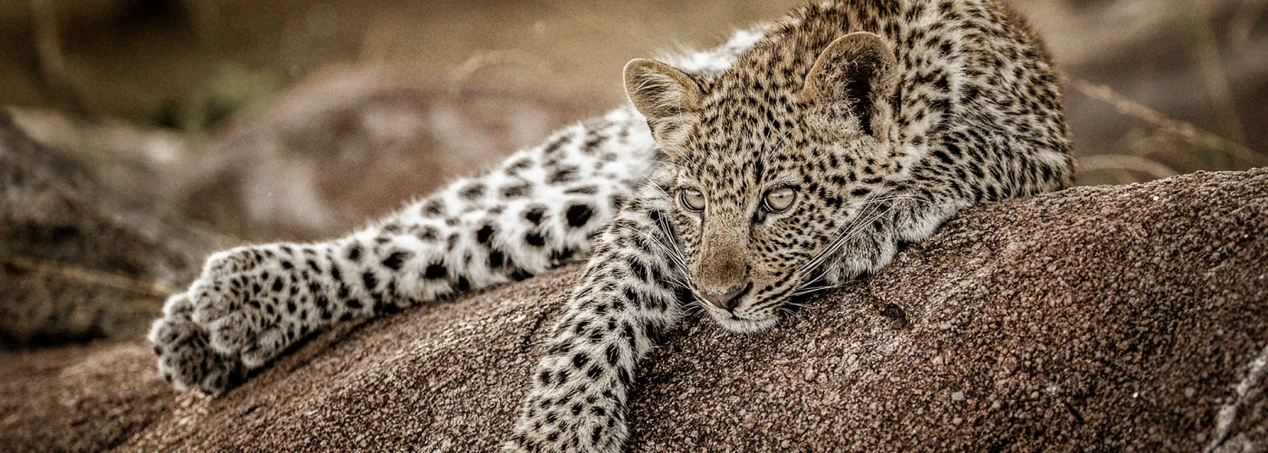 "Safari Adventures Await"
